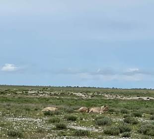 Tiere im Etosha Park