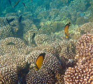 Unterwasserwelt Musandam