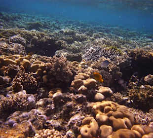 Schnorcheln bei der Mahmya Insel