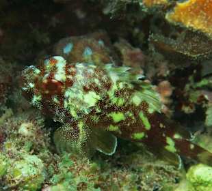 Gelbfleckendrachenkopf