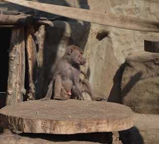 Zoo