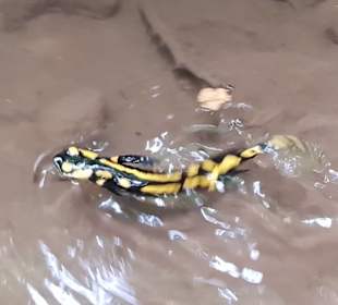 Feuersalamander