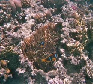 Nemo aus dem Roten Meer