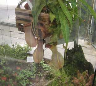 Die insektenfressende Kannenpflanze