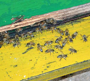 Bienenstöcke im Arboretum