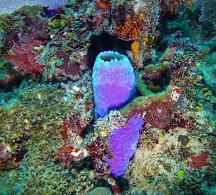 Schwämme am Hausriff