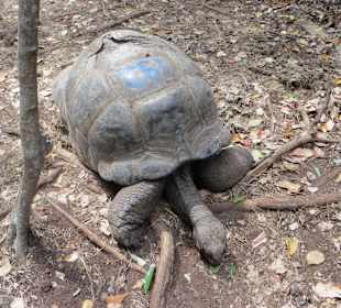 Die Schildkröten auf Prison Island