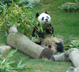Ocean Park Hong Kong