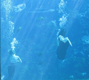Mermaid Show