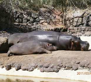 Hippos