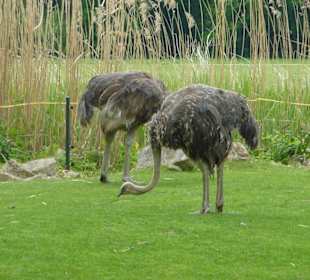 Emu's