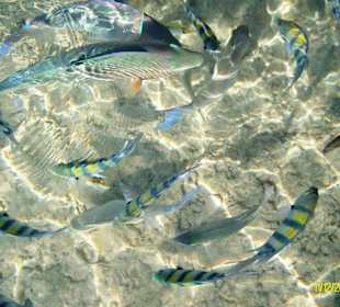 Schöne Unterwasserwelt am Hotel Beach Albatros Sharm