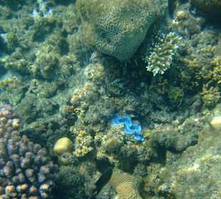 Schnorcheln am Riff
