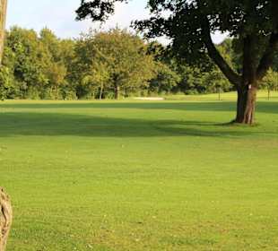 Fairways zwischen alten Bäumen