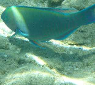 Schnorcheln Hurghada