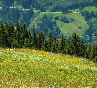 Zillertal arena