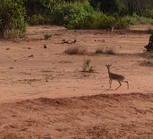 Fuchs und Dig Dig. Gegenseitiger Respekt.
