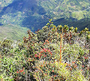 Podocarpus Nationalpark