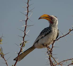 Gelbschnabeltoko im Etosha-NP