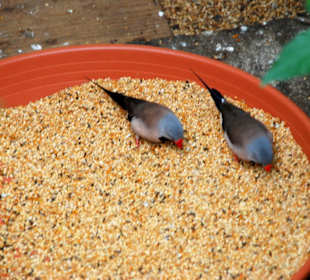 Im Schmetterlingshaus