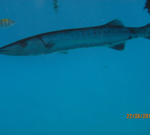 Schnorcheln Marsa Alam