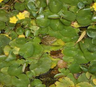 Laubfrosch auf den Seerosen