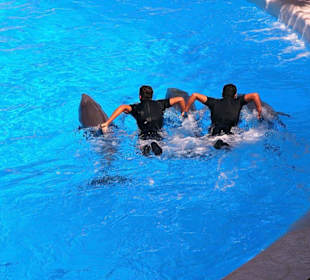 Loro - Park Delfin - Show