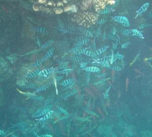 Fischschwarm am Riff
