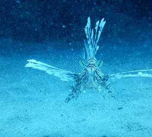 Ausflug mit der Tauchbasis nach Abu Dabab