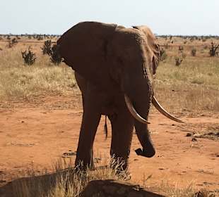 Tsavo Ost Nationalpark