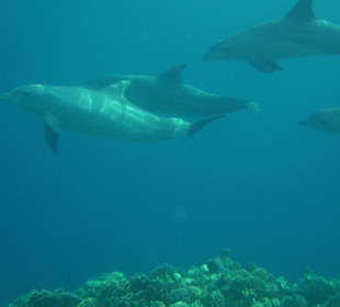 Delfine am Hausriff Hotel Iberotel Coraya Beach