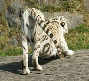 Kameltheater & Weißer Hof