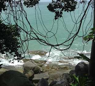 Lianen schlängeln sich über mehrere Bäume