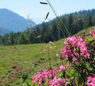 Blüten am Wege