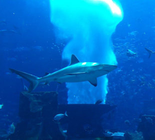Aquarium im Atlantis