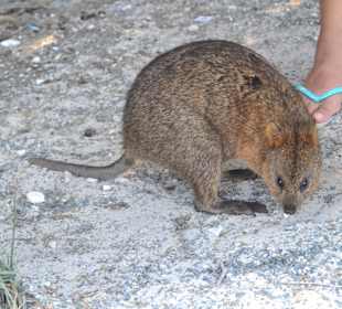 Quokka on Rottnest
