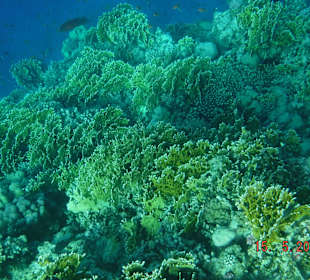 Super schöne Riffe