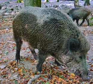 Wandern Berschweiler bei Kirn