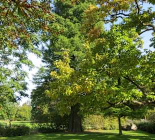 Auch Mammutbäume im Park 