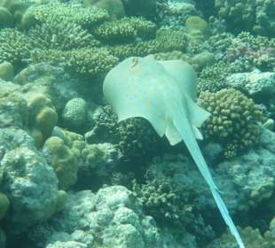 Schnorcheln Makadi Bay	