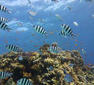 Viele bunte Fische im Roten Meer.