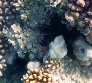 Schnorcheln am Hausriff