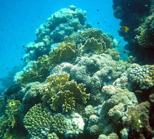 Rafa w zatoce abu dabbab