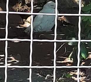 Wildpark Osterzgebirge