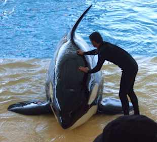 Orca Show
