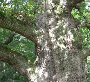 Naturdenkmal Sulzeiche Walddorf