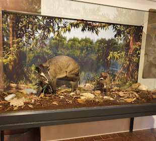 Naturhistorisches Museum