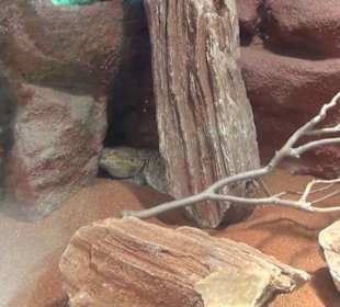 Südamerika Bereich - Vogelhaus