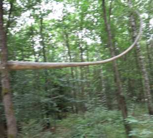 Dinosaurier Museum Altmühltal