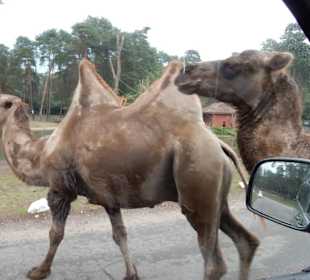 Durchfahrt Serengetipark